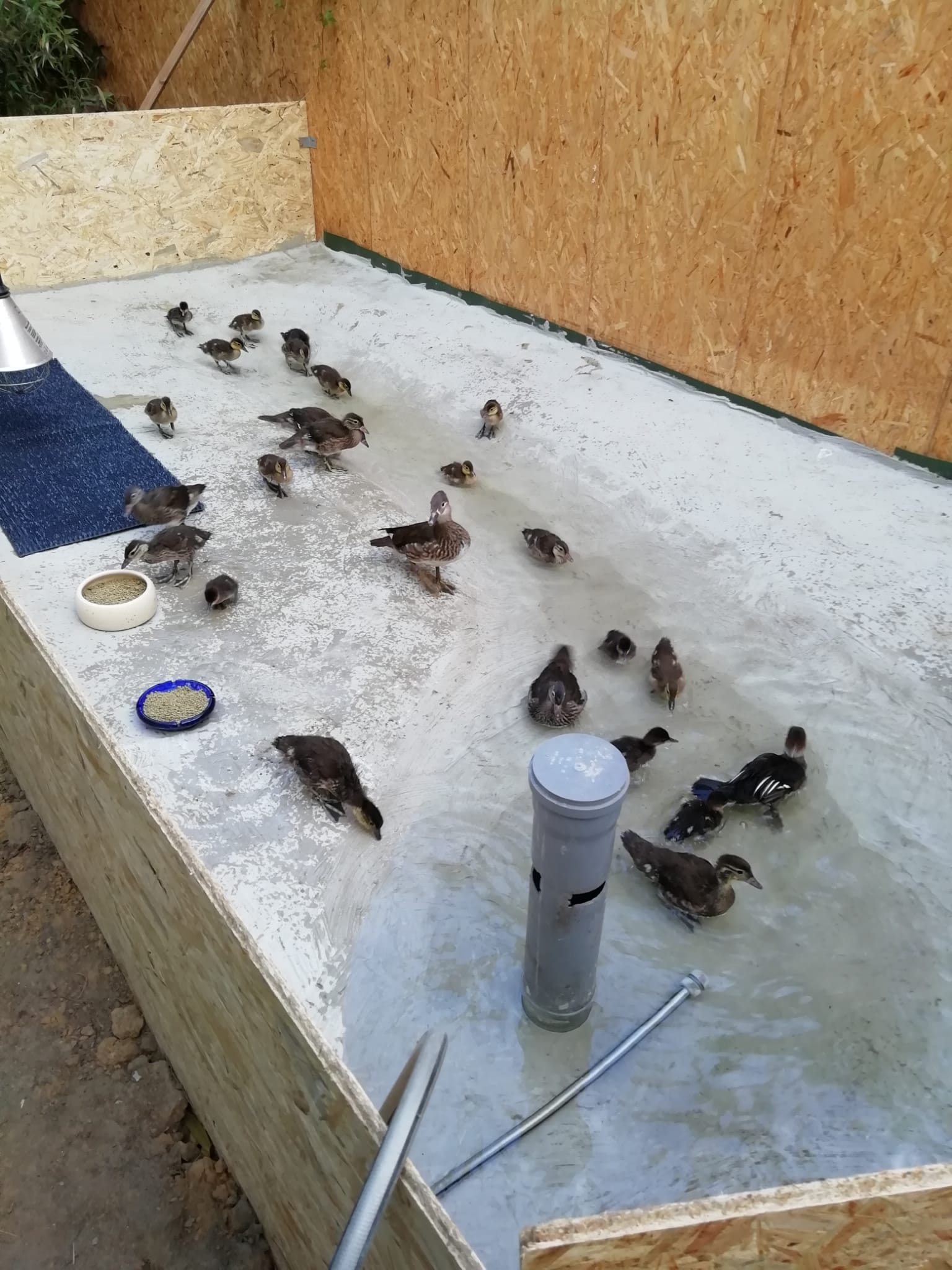 1708542888Kinderstation Enten.jpeg